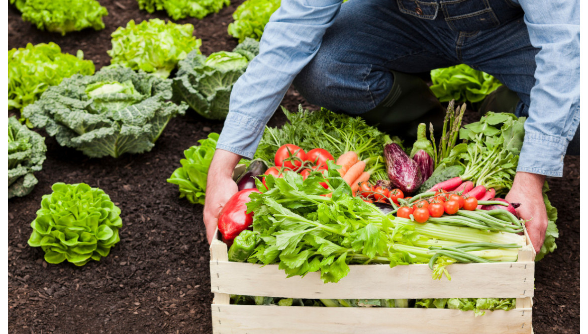 L'alimentation BIO : Un choix responsable pour votre santé et l'environnement